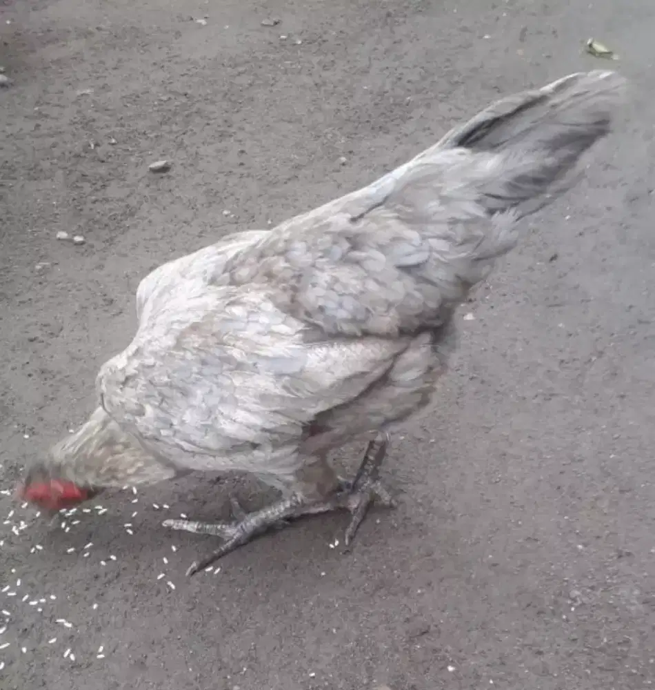 Jual ayam Kampung Babon 2 Ekor