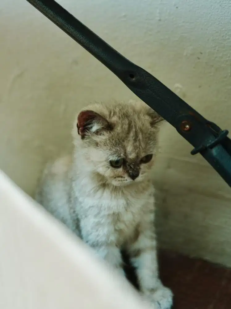 Kucing British Short Hair BSH