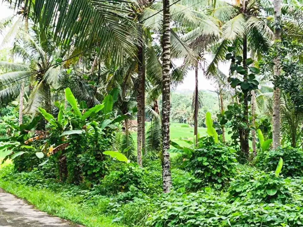 JUAL TANAH DI BANYUROTO NANGGULAN KULONPROGO