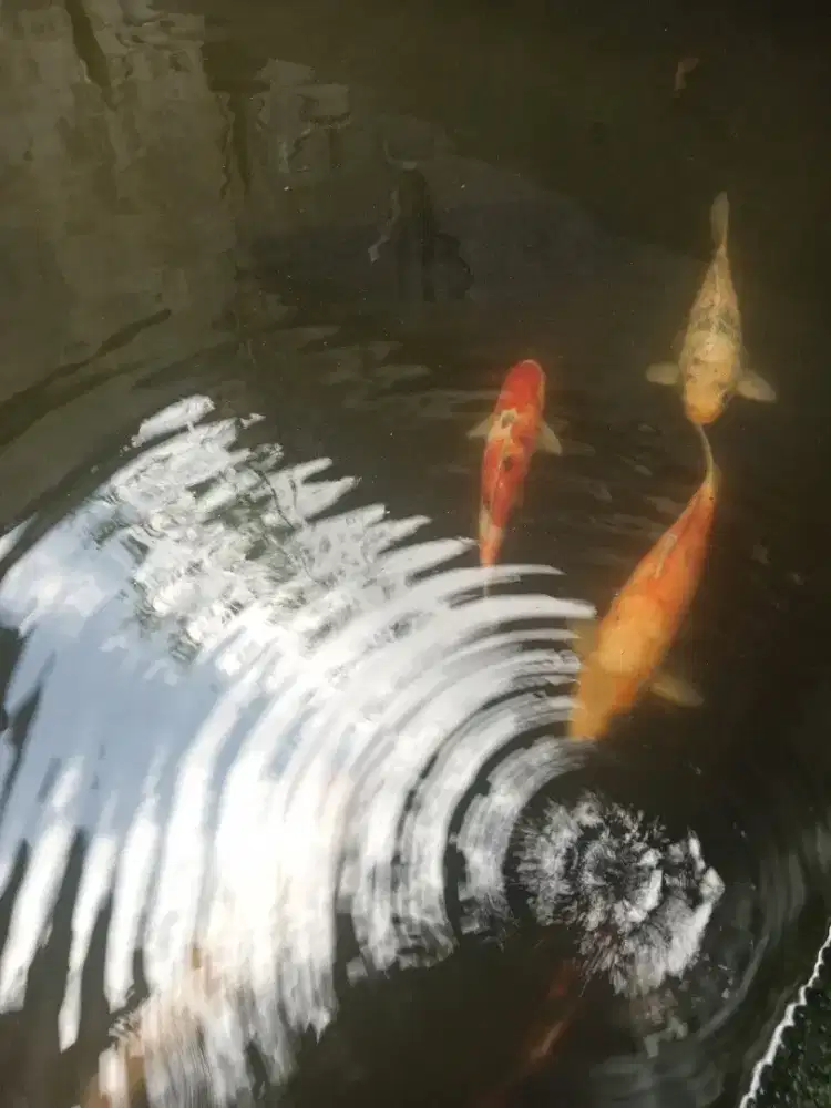 Ikan Mas Mewah Warna Warni