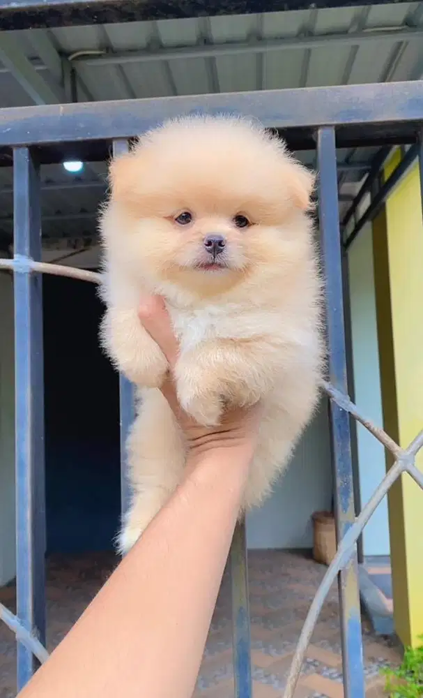 Jual minipom jantan dan betina