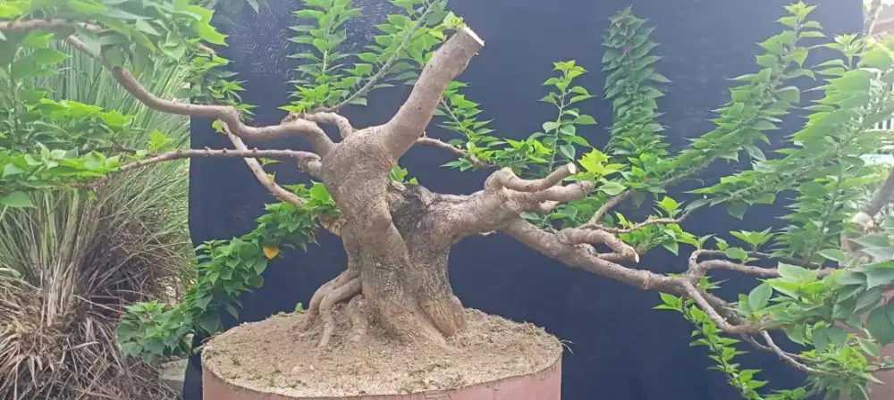 Bonsai bogenvile Singapore bogel tahapan batang gede
