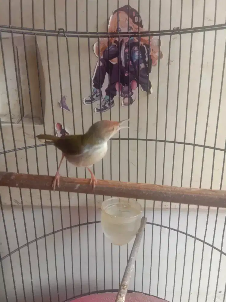 Prenjak lumut jantan FS rajin bunyi