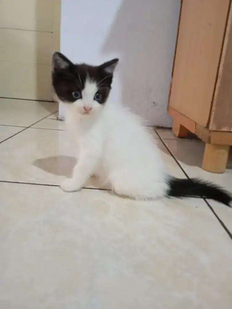 kitten cewek 2 bulan
