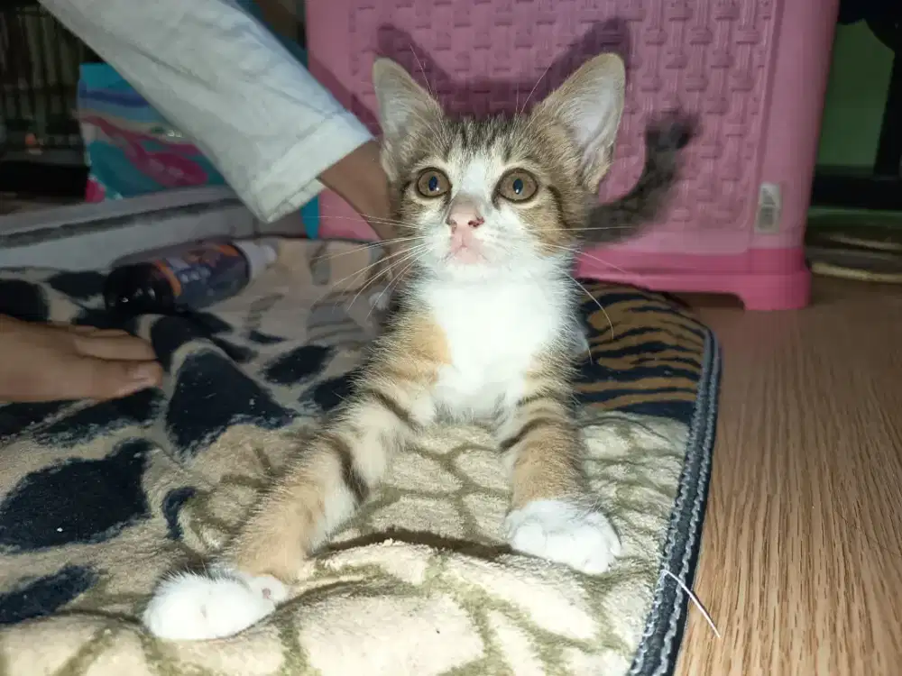 Open adopt anak kucing persia mixdom