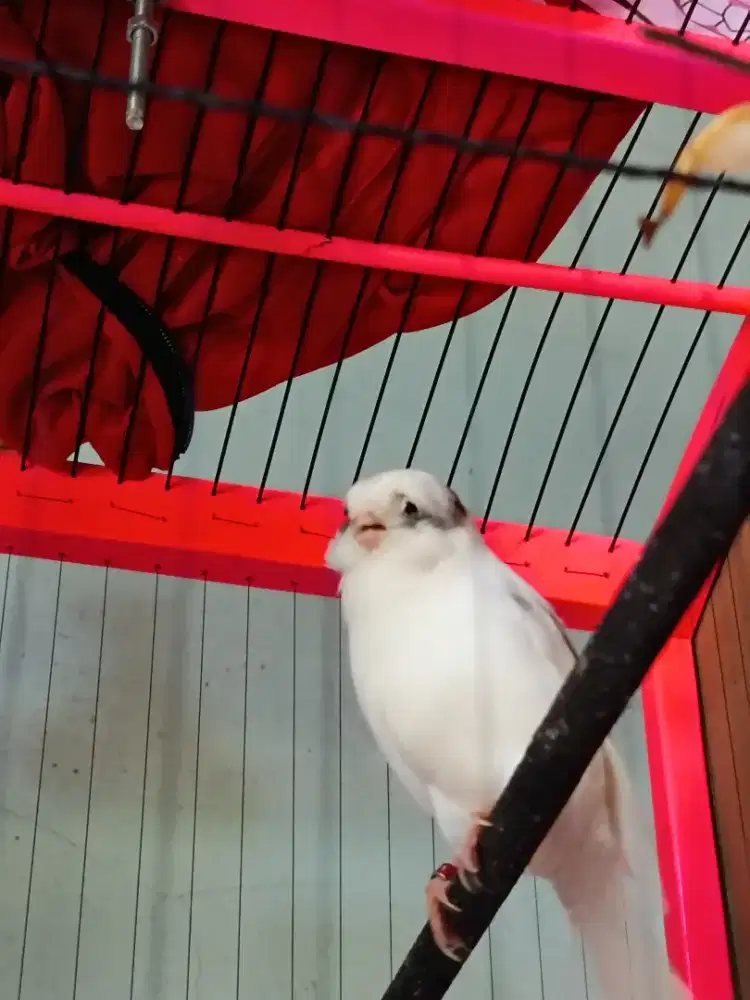 Kenari Gloster Consort ringfoi24