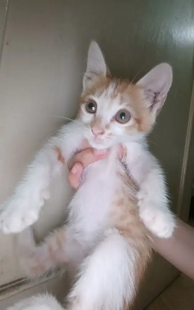 Open adopt anak kucing persia mixdom