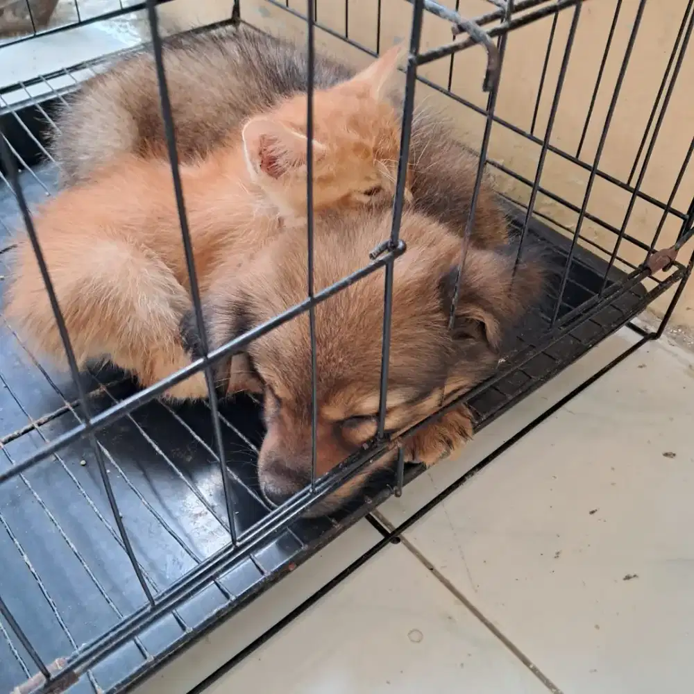 jual anjing kucing 1 paket