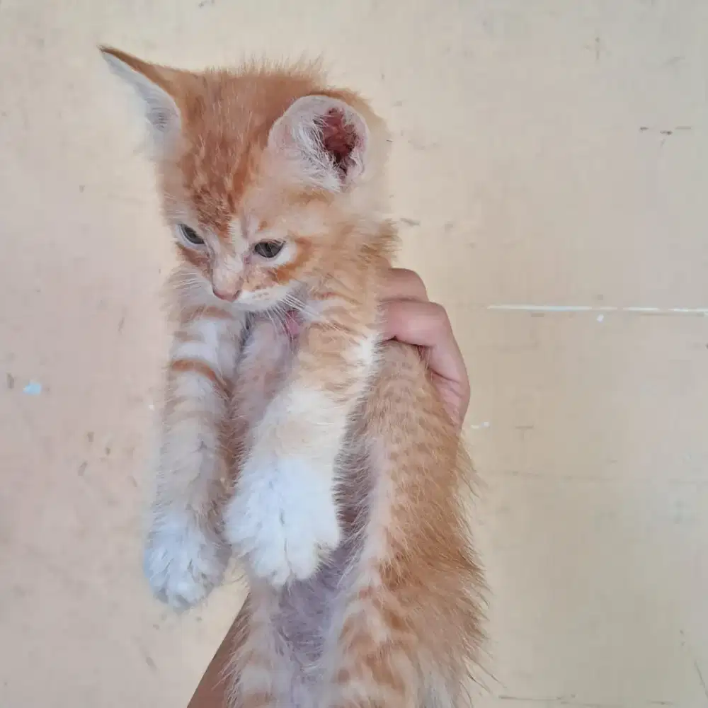 kucing 2 bulan oyen