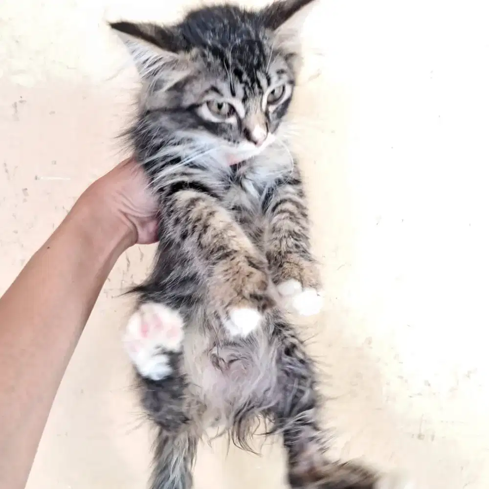 kucing belang 3 bulan whiskass