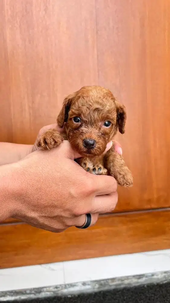For Sale Puppy Red Toy Poodle