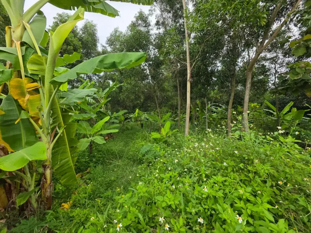 Dijual Tanah Luas Lokasi Strategis di Jl. Watulawang Semarang