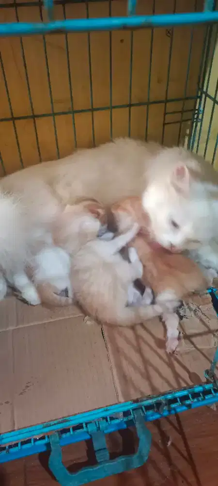 Kucing persia dan 3 anak