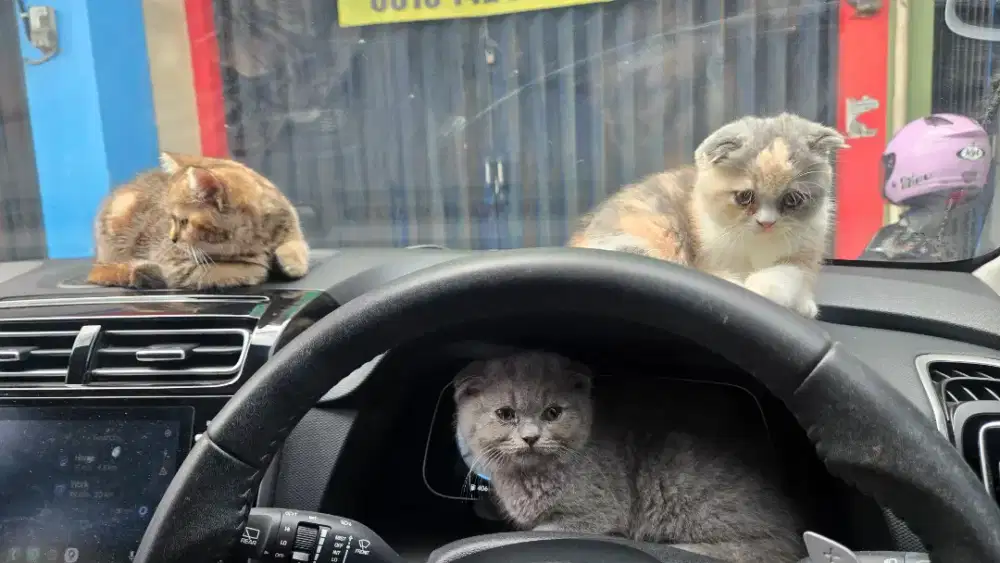 Anak kucing BSH x Scottish Fold Line Pedigree lucu siap adopsi