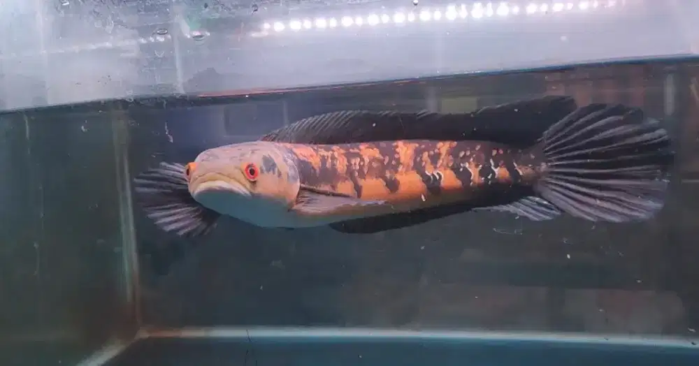 IKAN CHANNA YELLOW SENTARUM YS