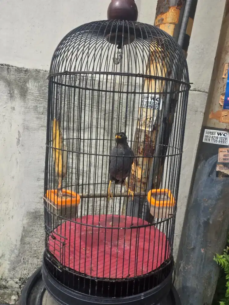 Jalak kebo mata putih body Big fullset