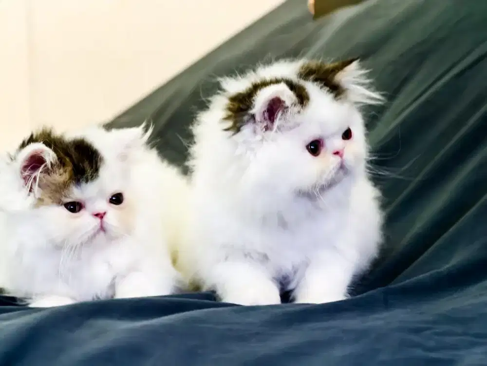 Kitten betina usia 2,5 bulan persia peaknose