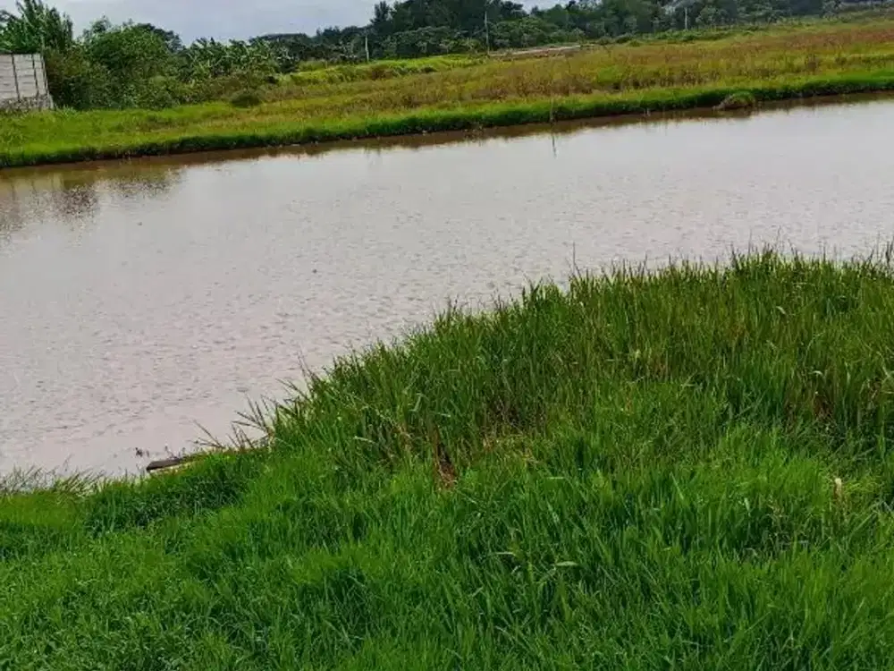 Di jual cepat Tanah sawah pinggir jalan, cikupa