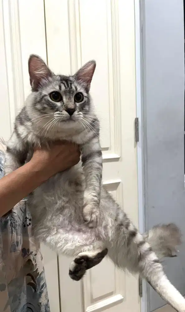 Kucing persia jantan