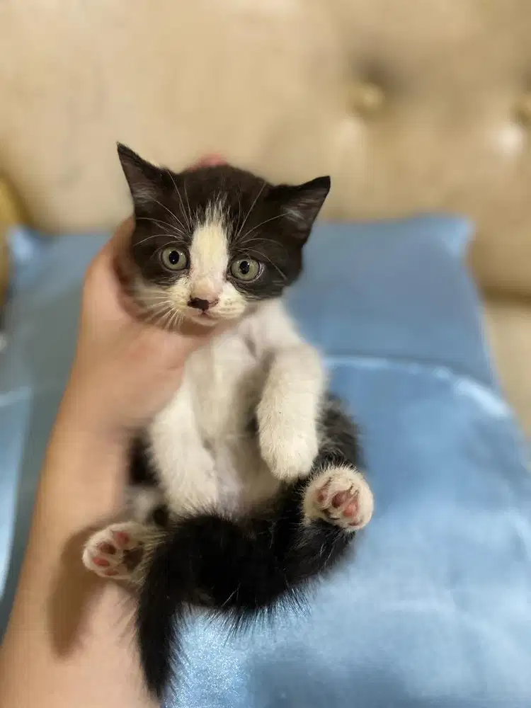 Open Adop Anak Kucing Persia 3 bulan