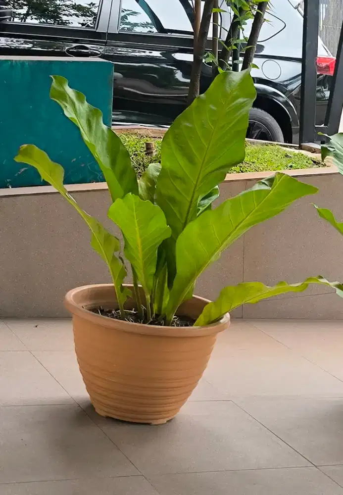 Jual Murah Pot Pohon Besar