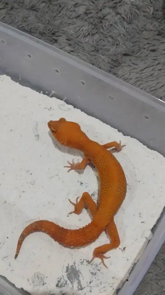 Sunglow Tomato Female Proven Clutch Panjang