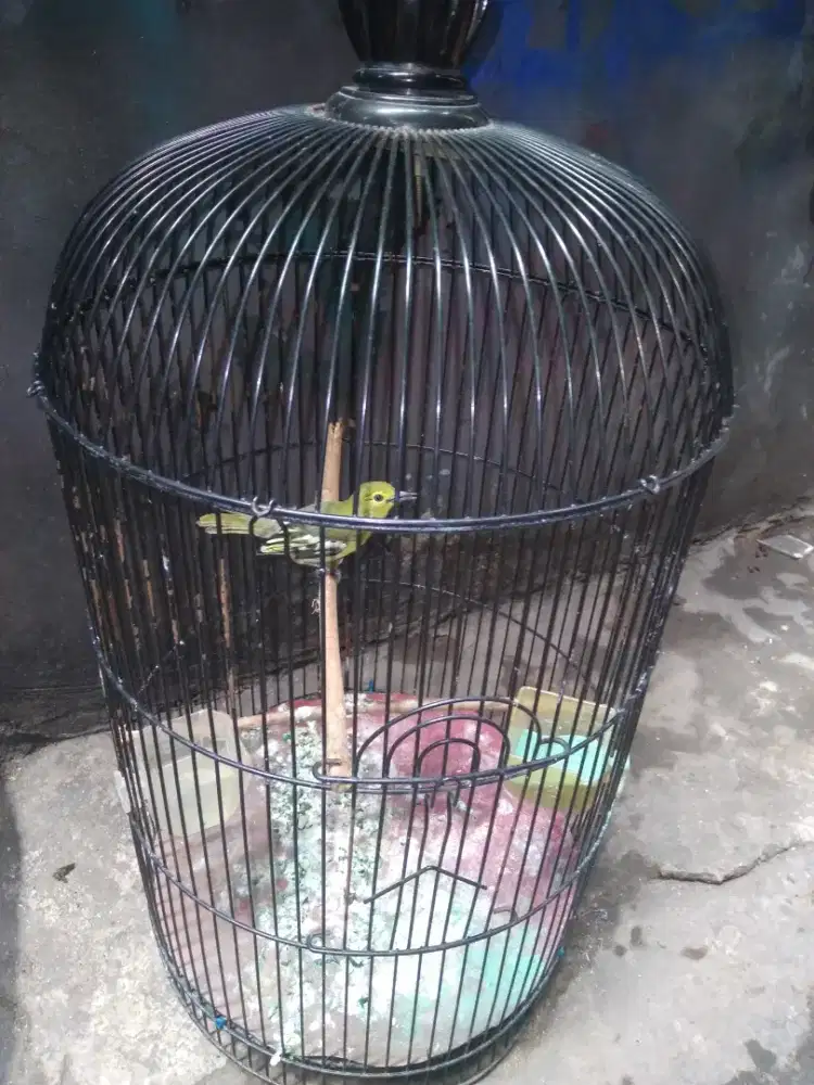 Jual burung cipaw gacor
