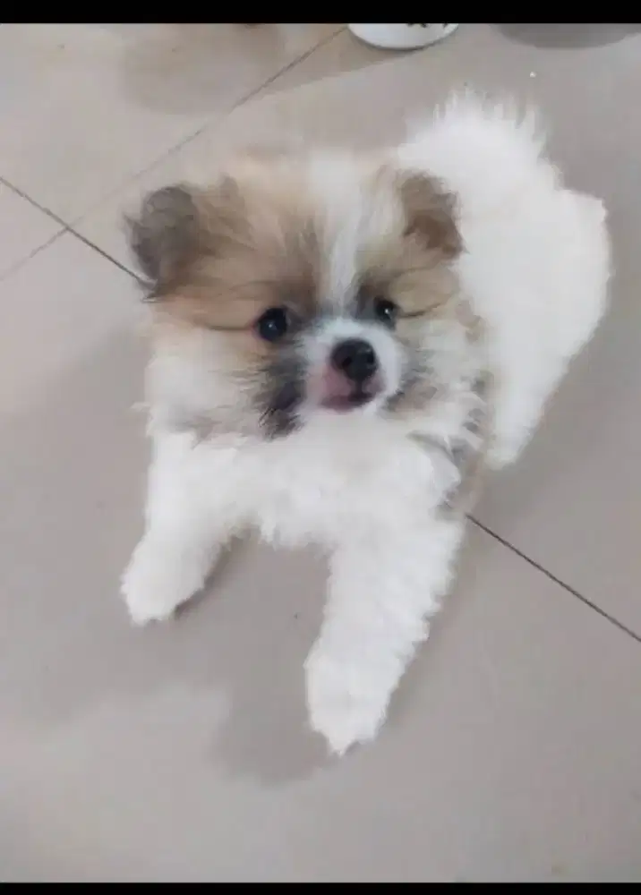 Anak anjing / Puppy Minipom Murah