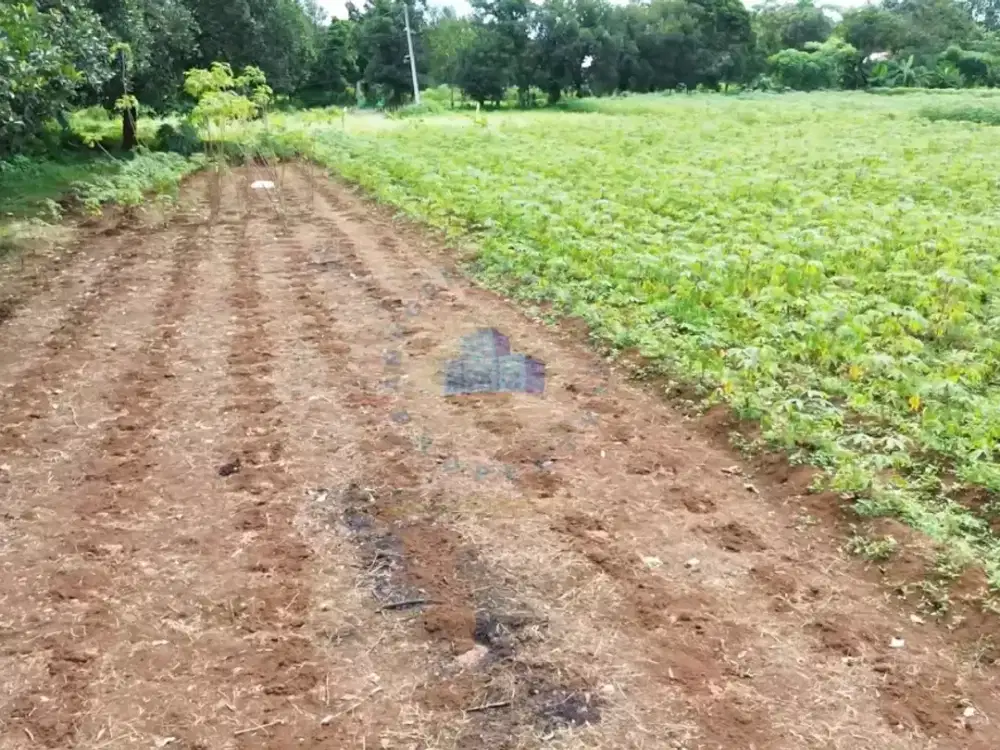 Dijual Tanah Murah di Mekarwangi Cisauk Tangerang Banten