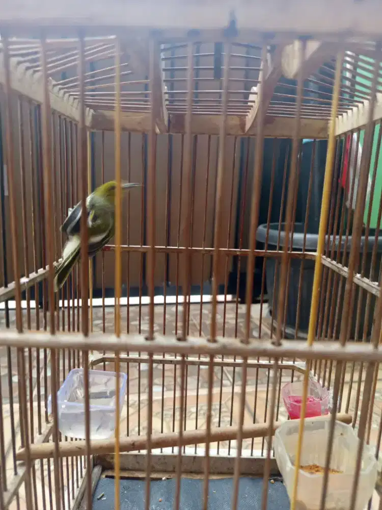 Cipow fs kandang kayu