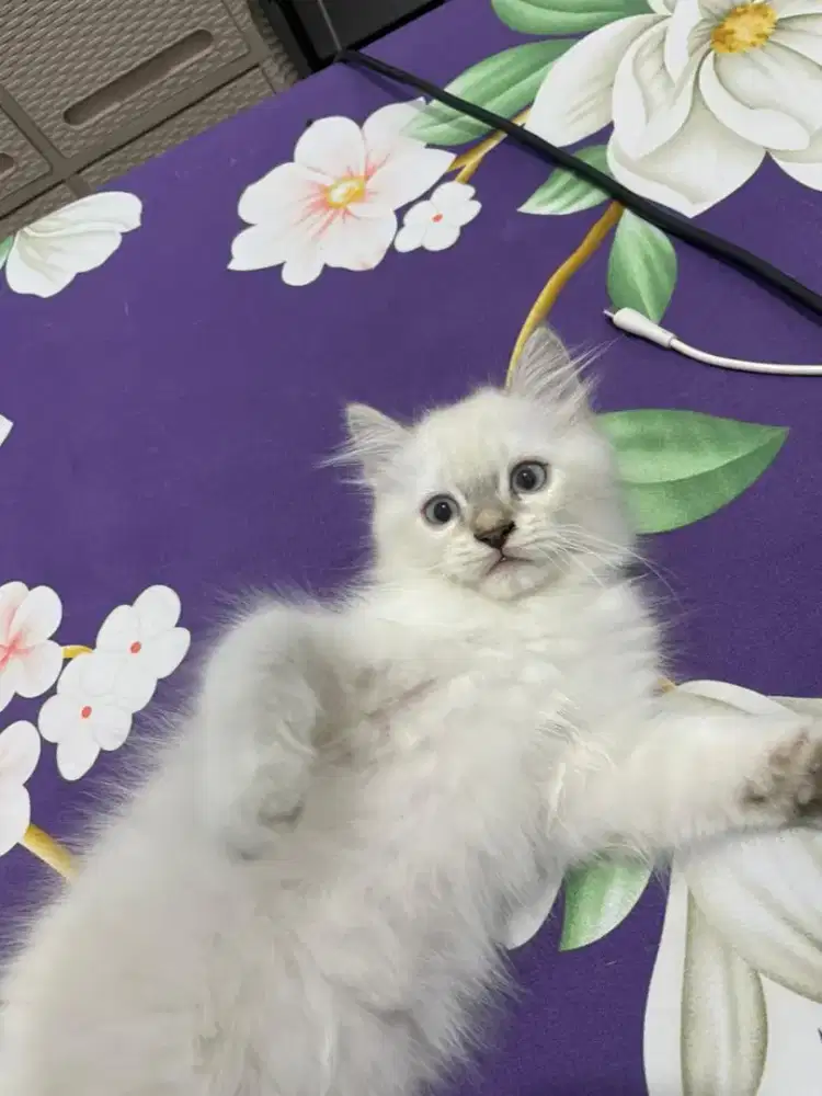 Kucing Persia Himalaya