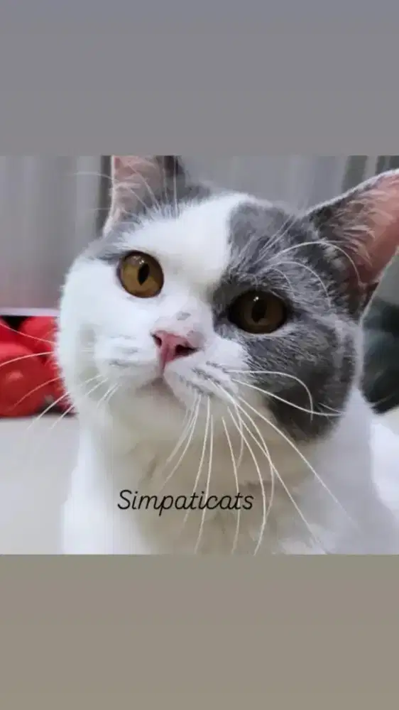 British shorthair blue Van