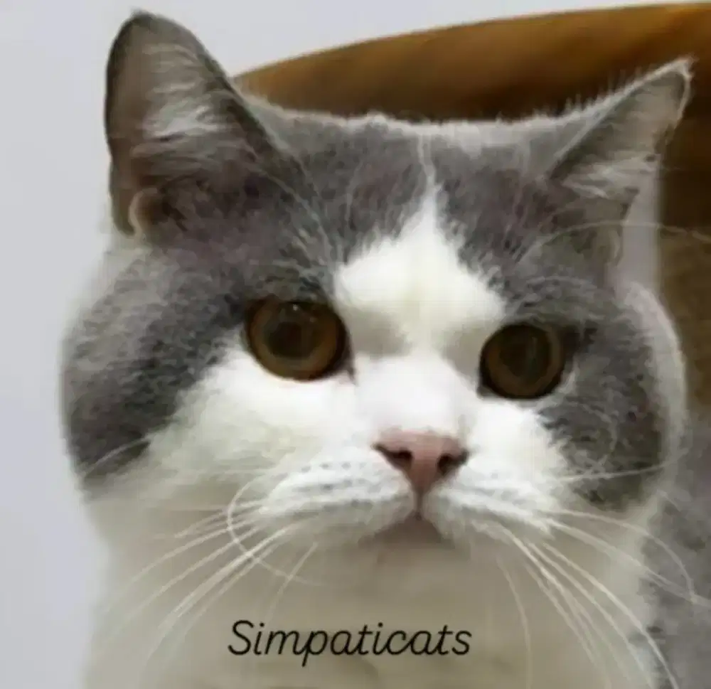 British shorthair pejantan lepas nonped