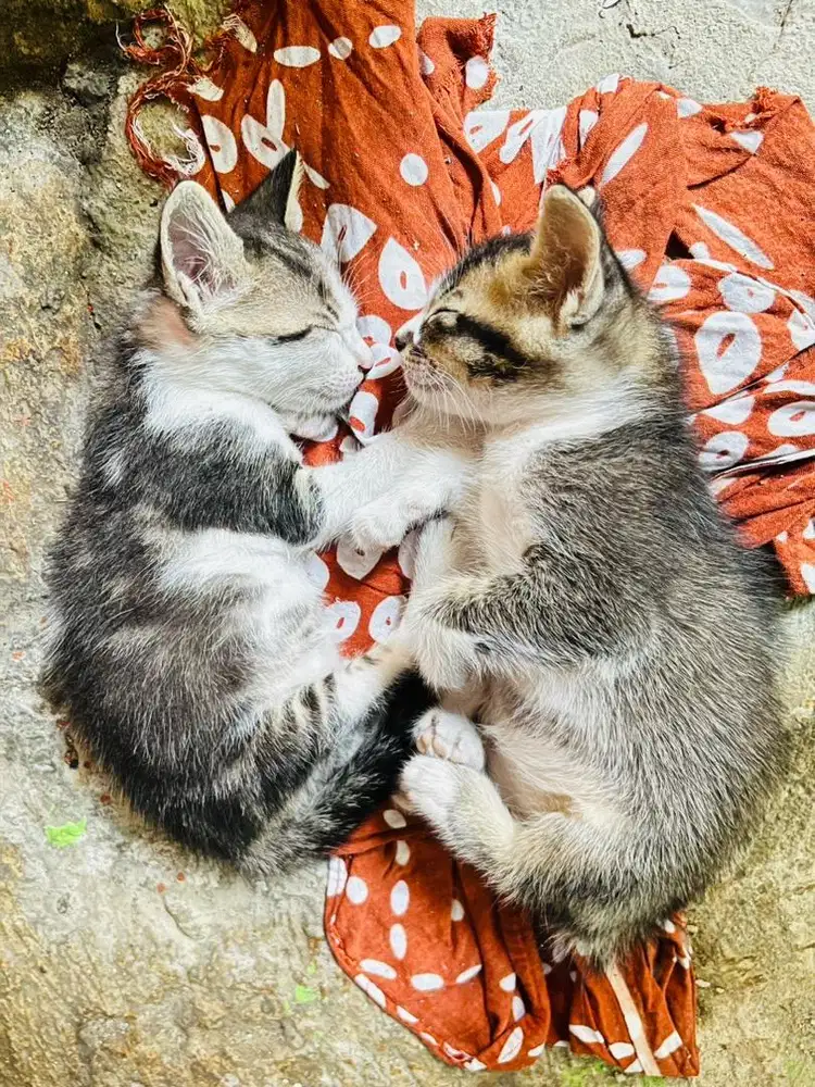 OPEN ADOPSI 2 ANAK KUCING .