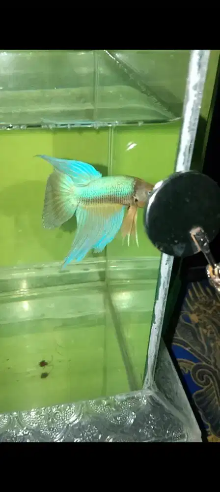 Vtctmg ( Veil tail crown tail metalic gold)