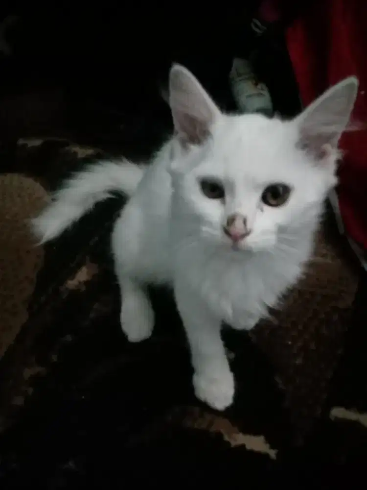 Kucing keturunan anggora warna putih jenis betina