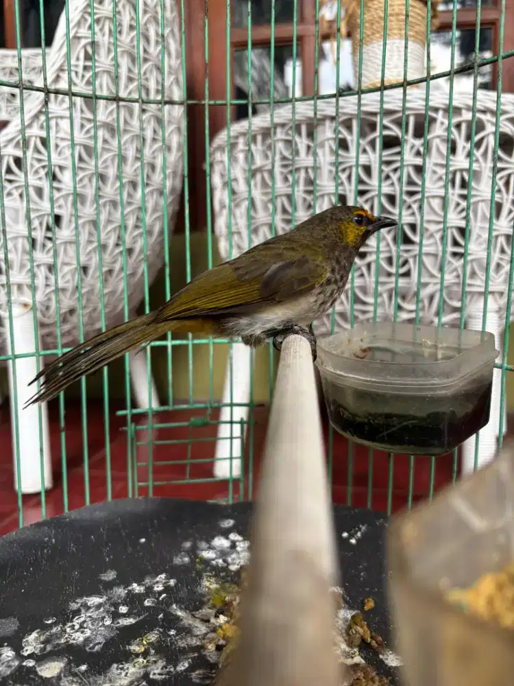 Cucak Wilis sudah rajin bunyi