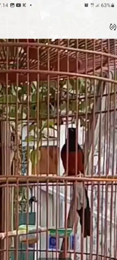 Murai medan habis ngurak panjang ekor 18 cm