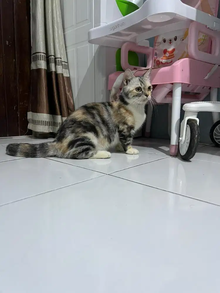 Kucing munchkin betina birahi berat/cebol shorthair/kaki pendek BSH