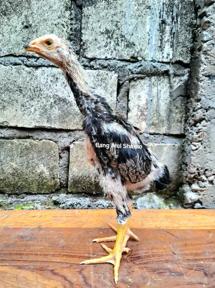 Anak Ayam Shamo Eropa 1,5 Bulan