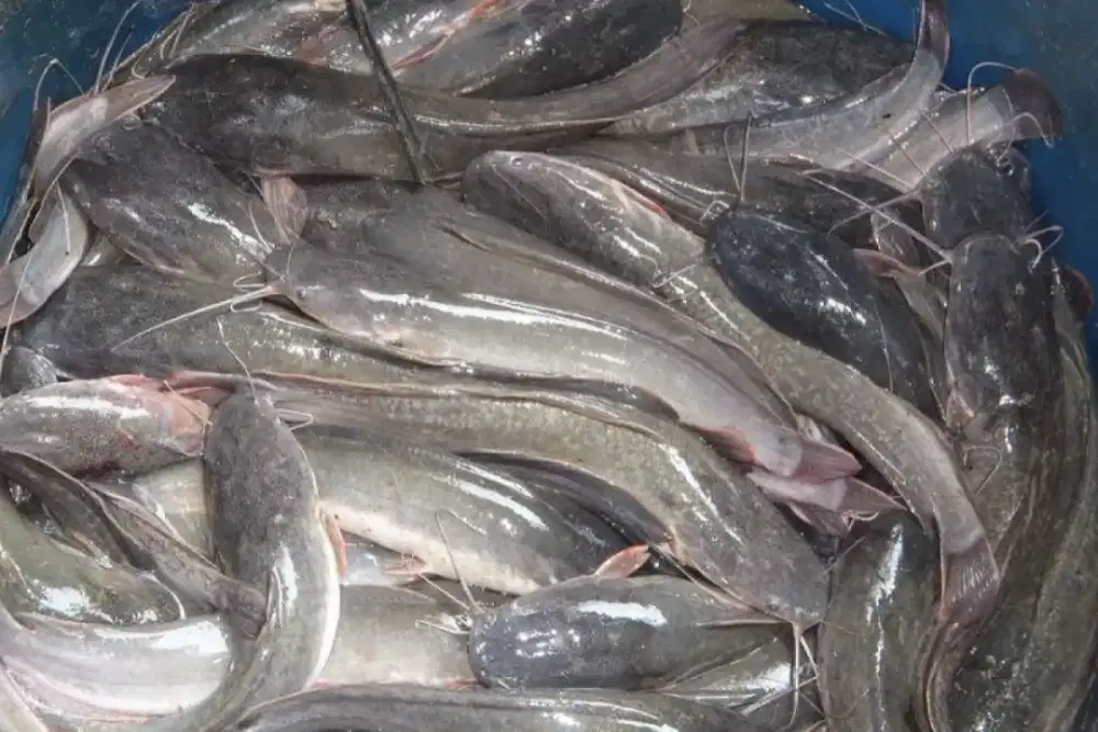 Ikan lele konsumsi 100 kg