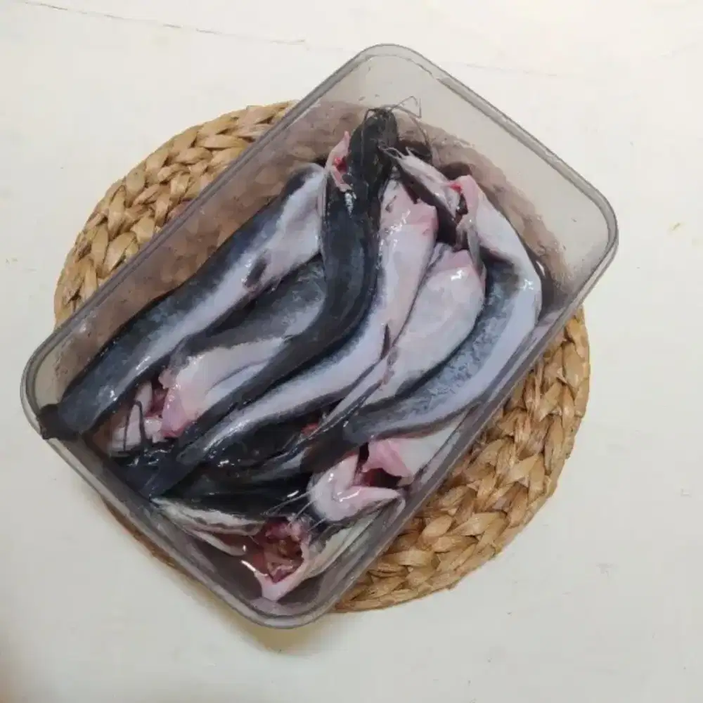 Ikan lele konsumsi (sudah bersih) 10 kg