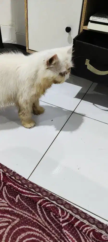 Peaknose jantan steril