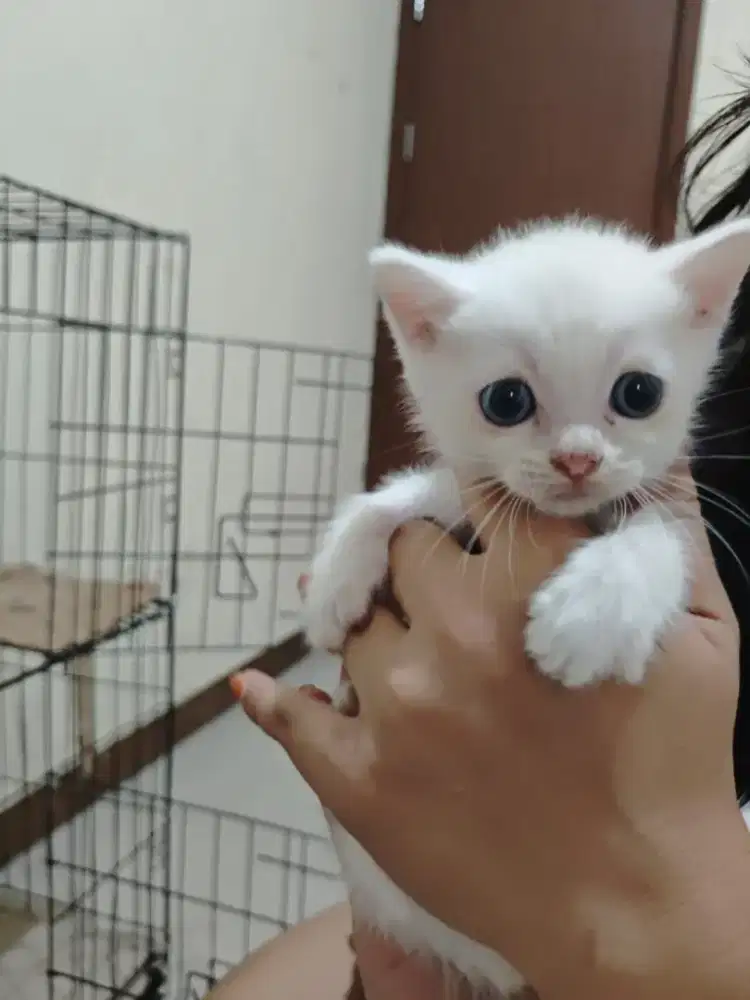 Scottish stright jantan 2,5bln