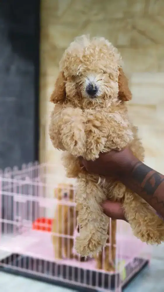 Poodle umur 3 bulan 1 jantan 2 betina