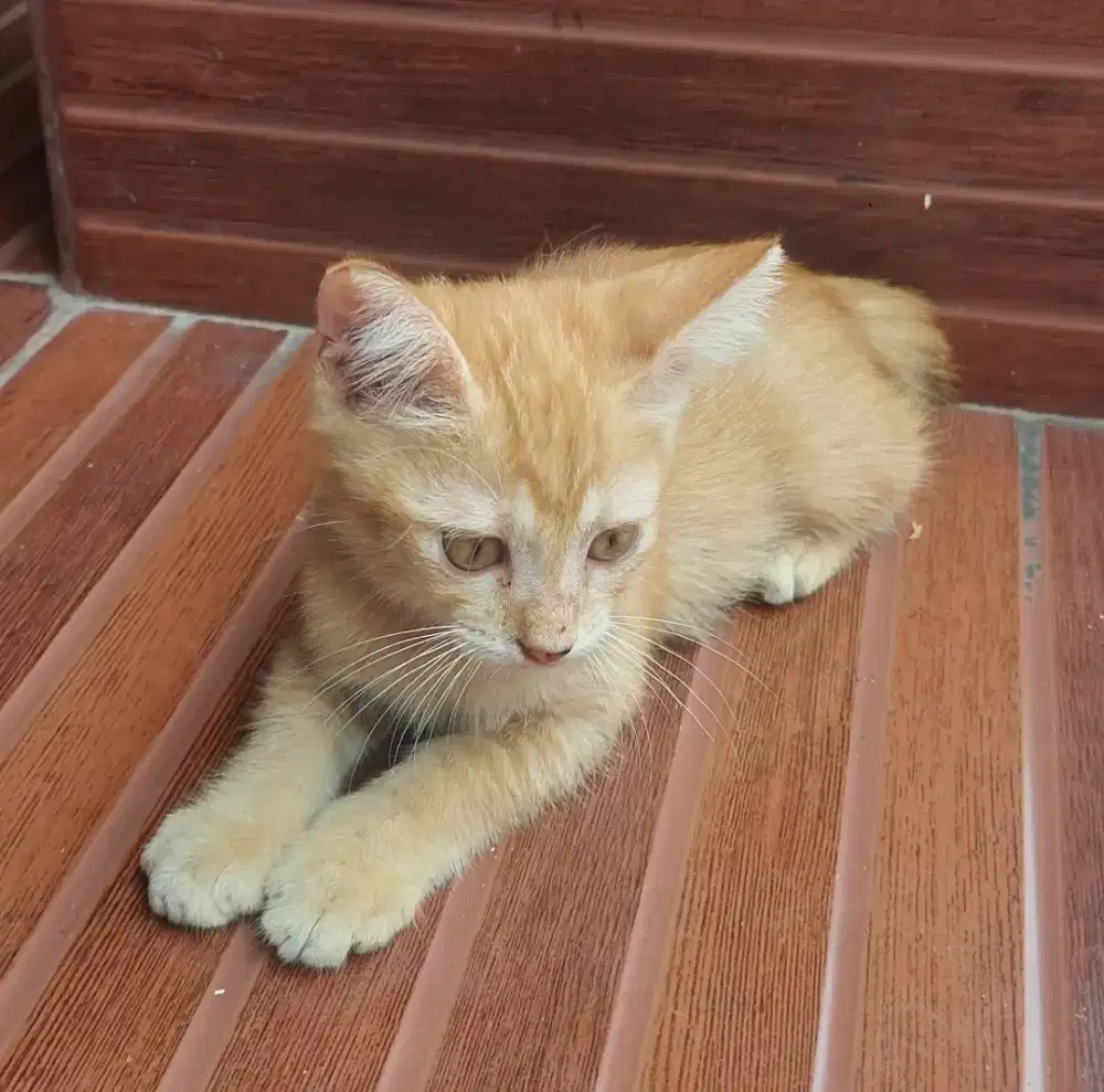 Kucing Kitten Persia mixdom usia 2 bulan