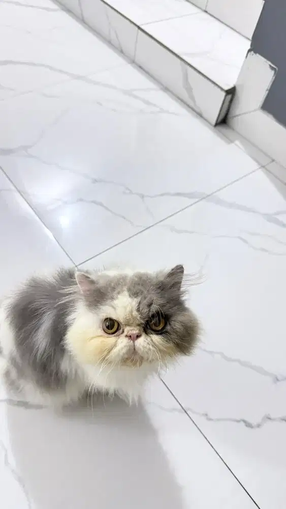 Peaknose persia 2ekr