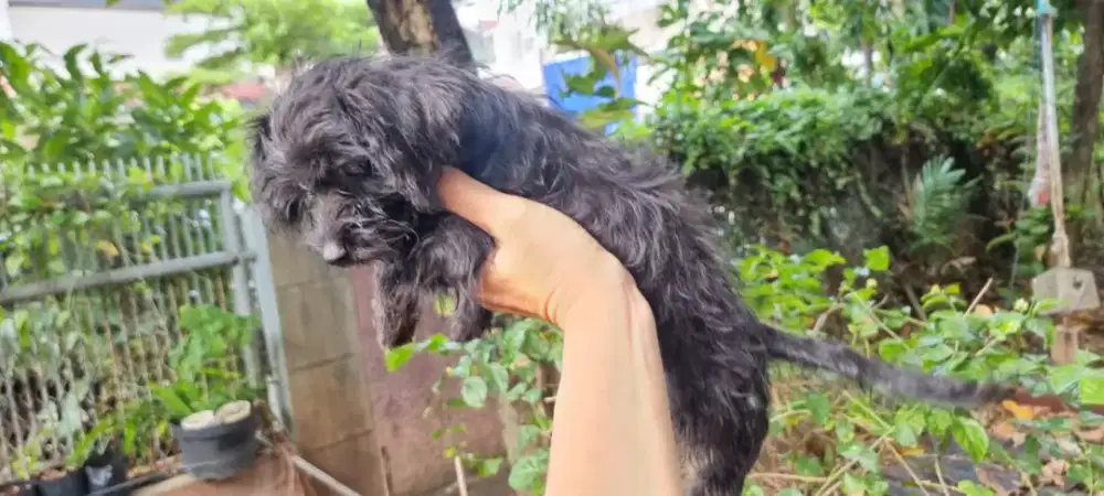 Anjing mix Mini Pinscher & poodle jantan wrna hitam