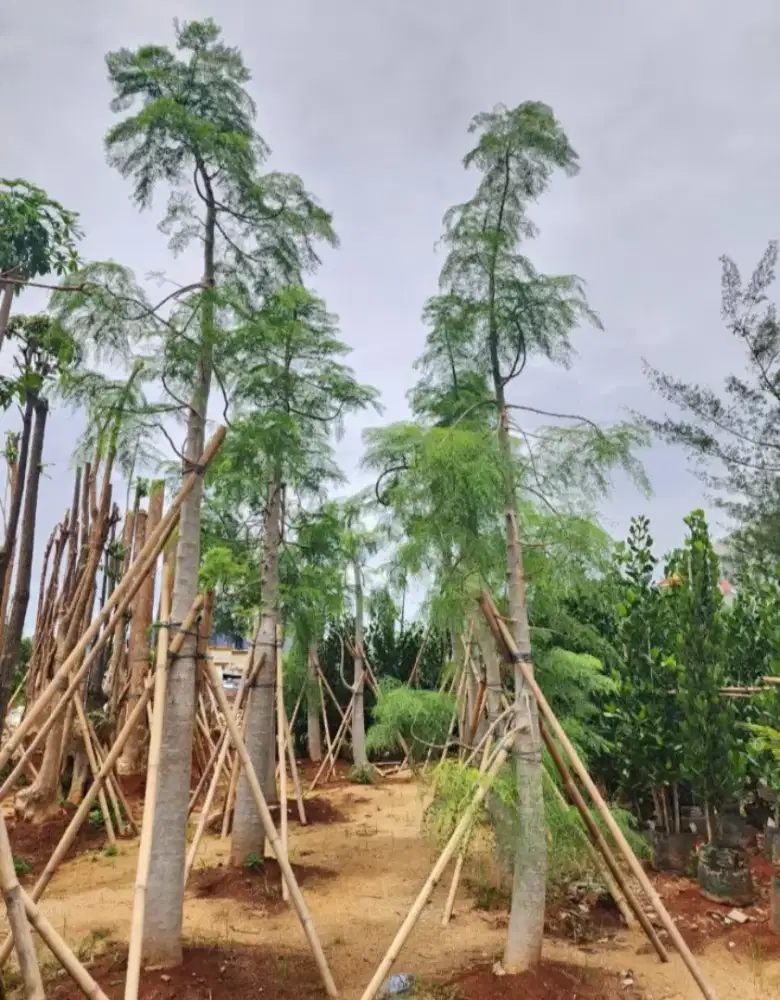 Pohon Pulai pelindung