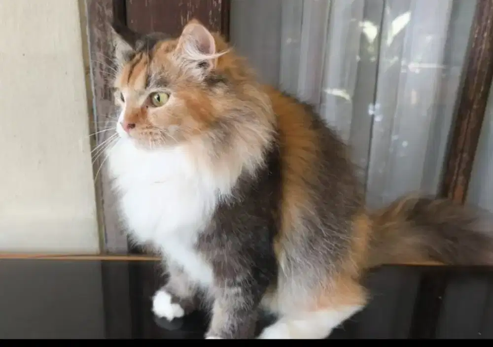 Persia betina  16 bulan